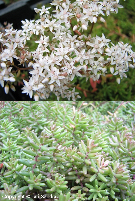 Sedum album 'Emmaste', valkomaksaruoho